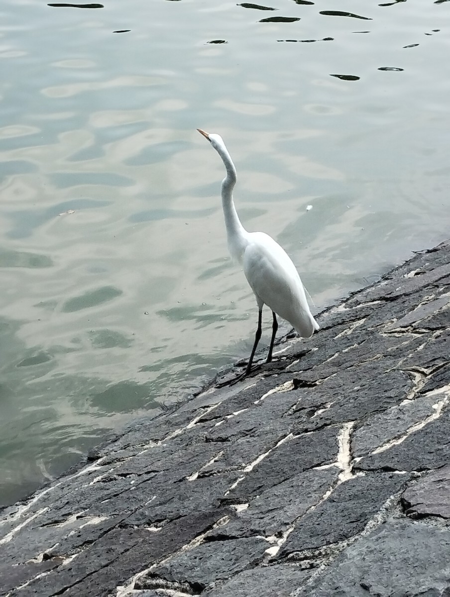 egretthegre - ML639273981