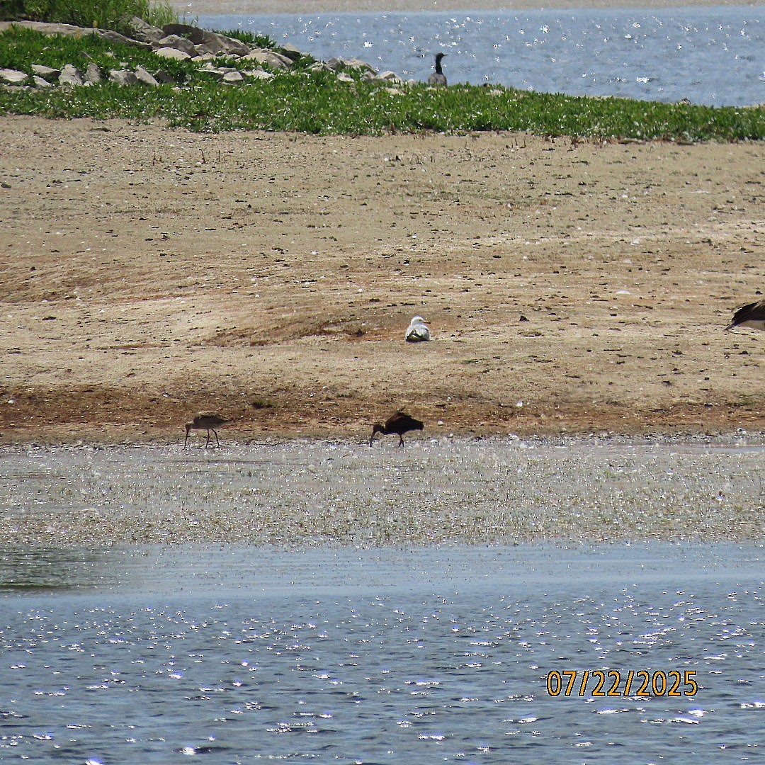 ibis americký - ML639273984