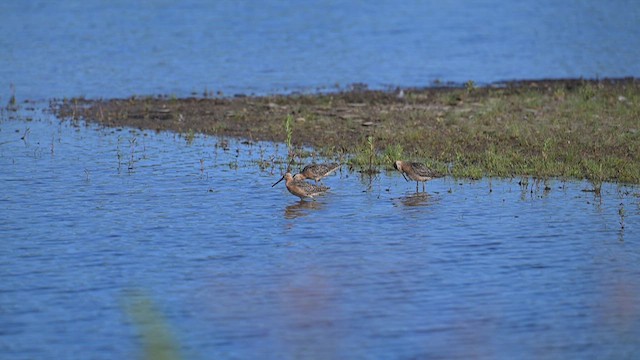 Short-billed Dowitcher - ML639274131