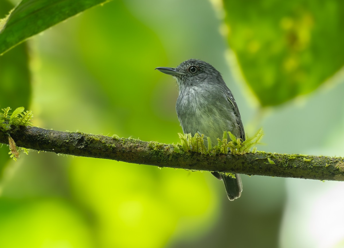 Spot-crowned Antvireo - ML639274231