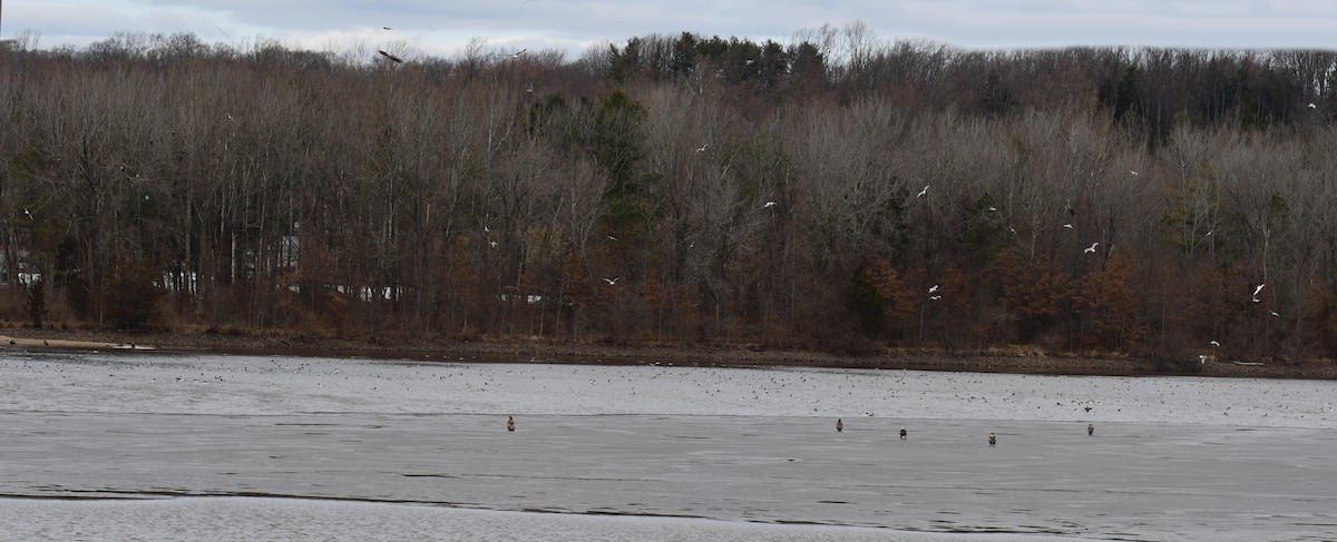 Bald Eagle - ML639274340