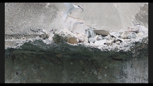 Black-naped Tern - ML639274455