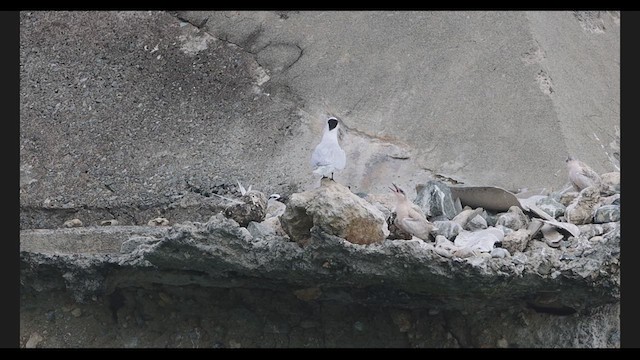 Black-naped Tern - ML639274459