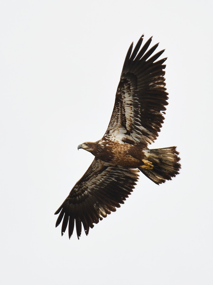 Bald Eagle - ML639274476