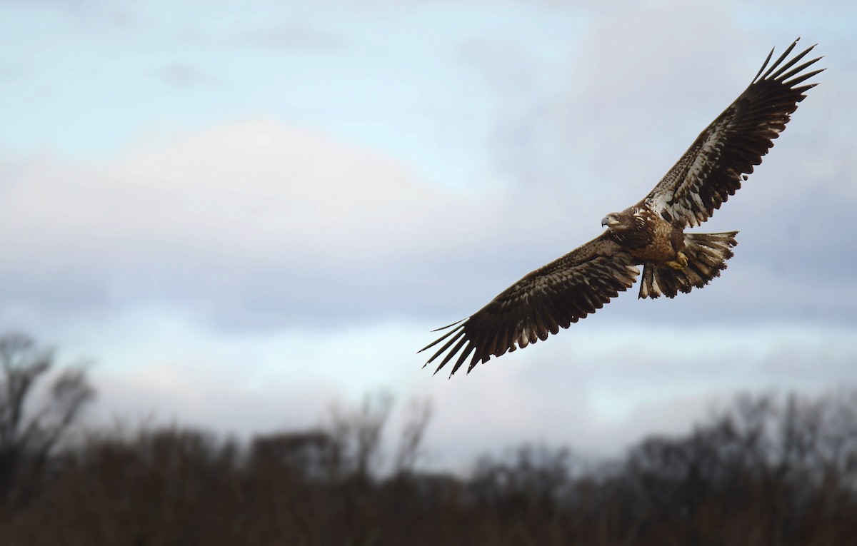 Bald Eagle - ML639274477