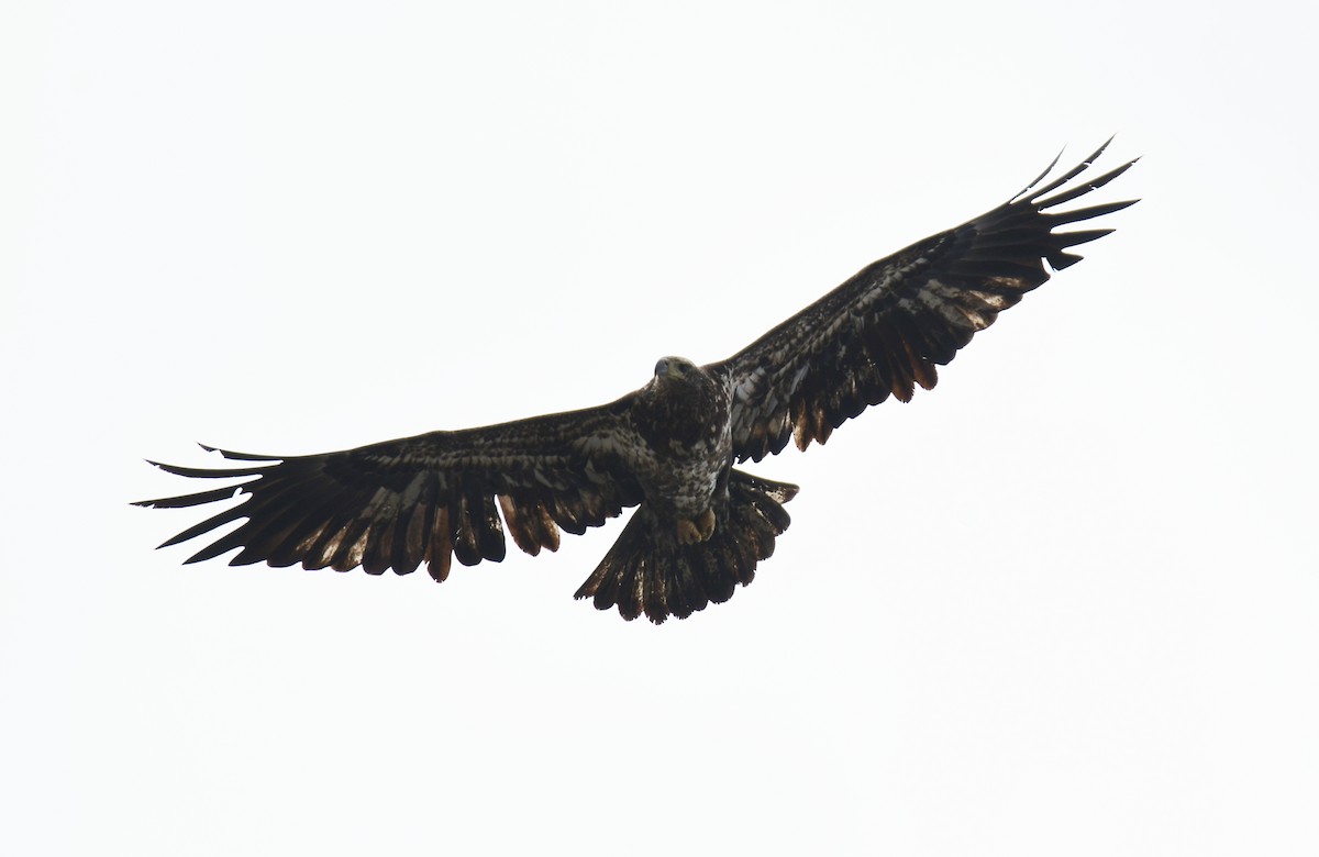 Bald Eagle - ML639274478