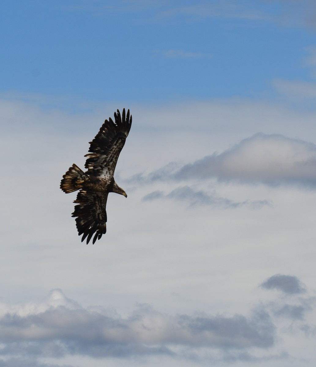 Bald Eagle - ML639274485