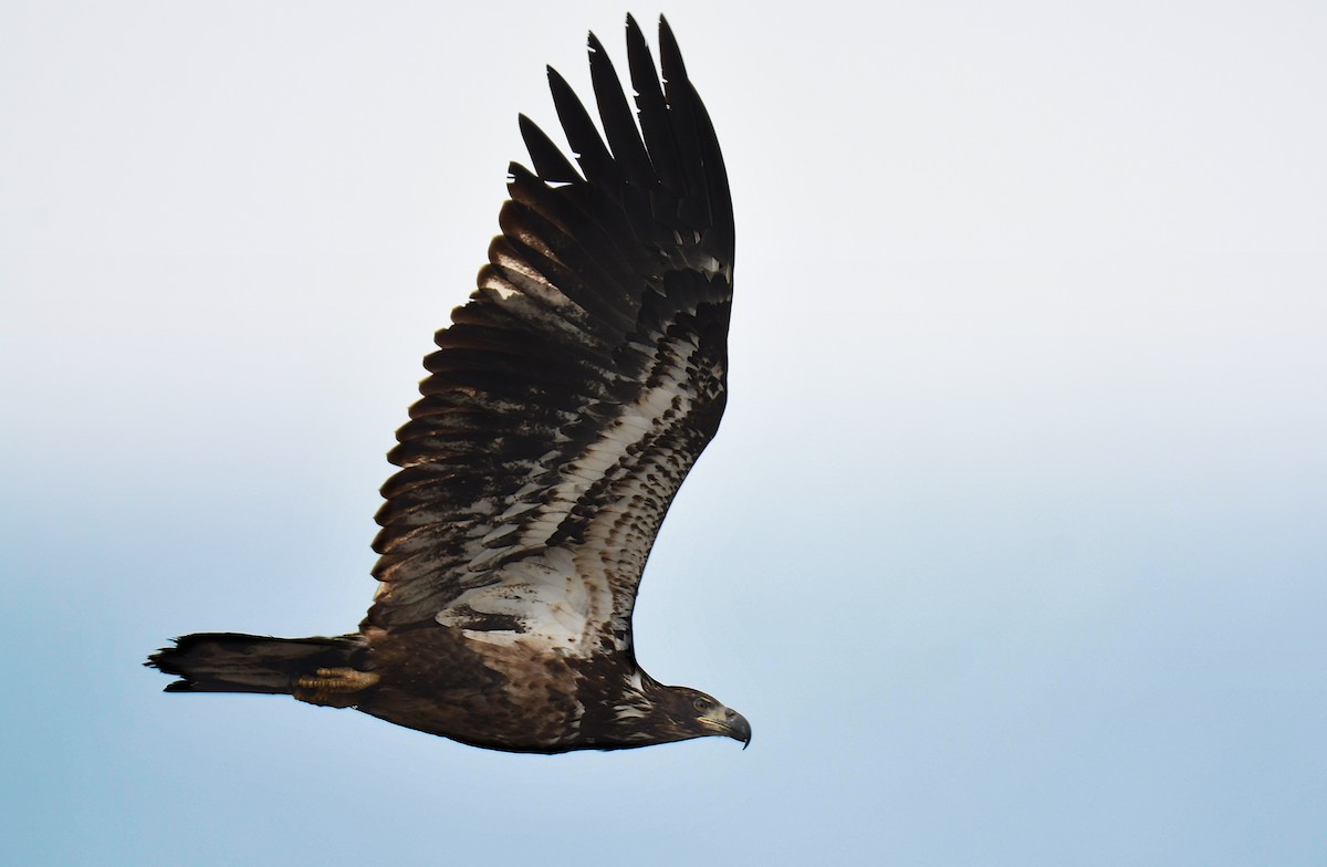 Bald Eagle - ML639274488