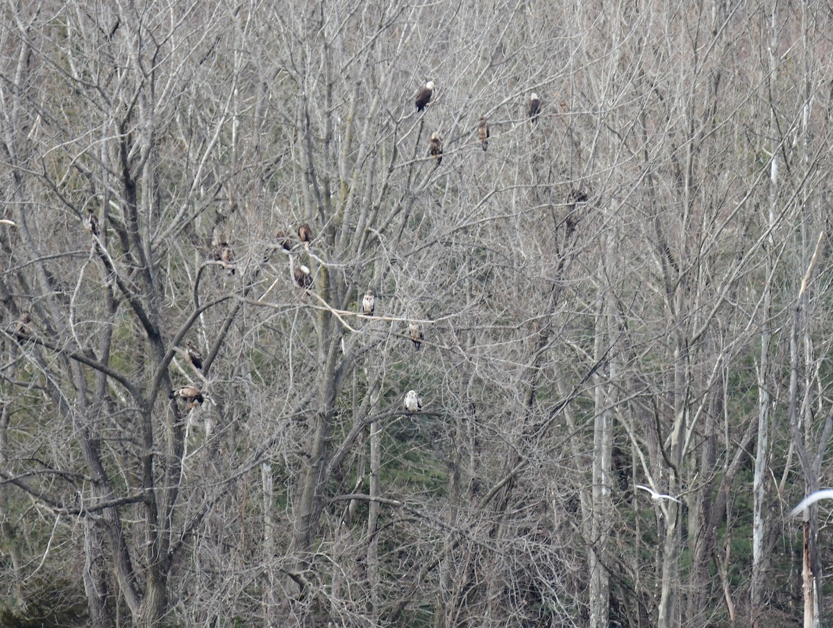 Bald Eagle - ML639274489