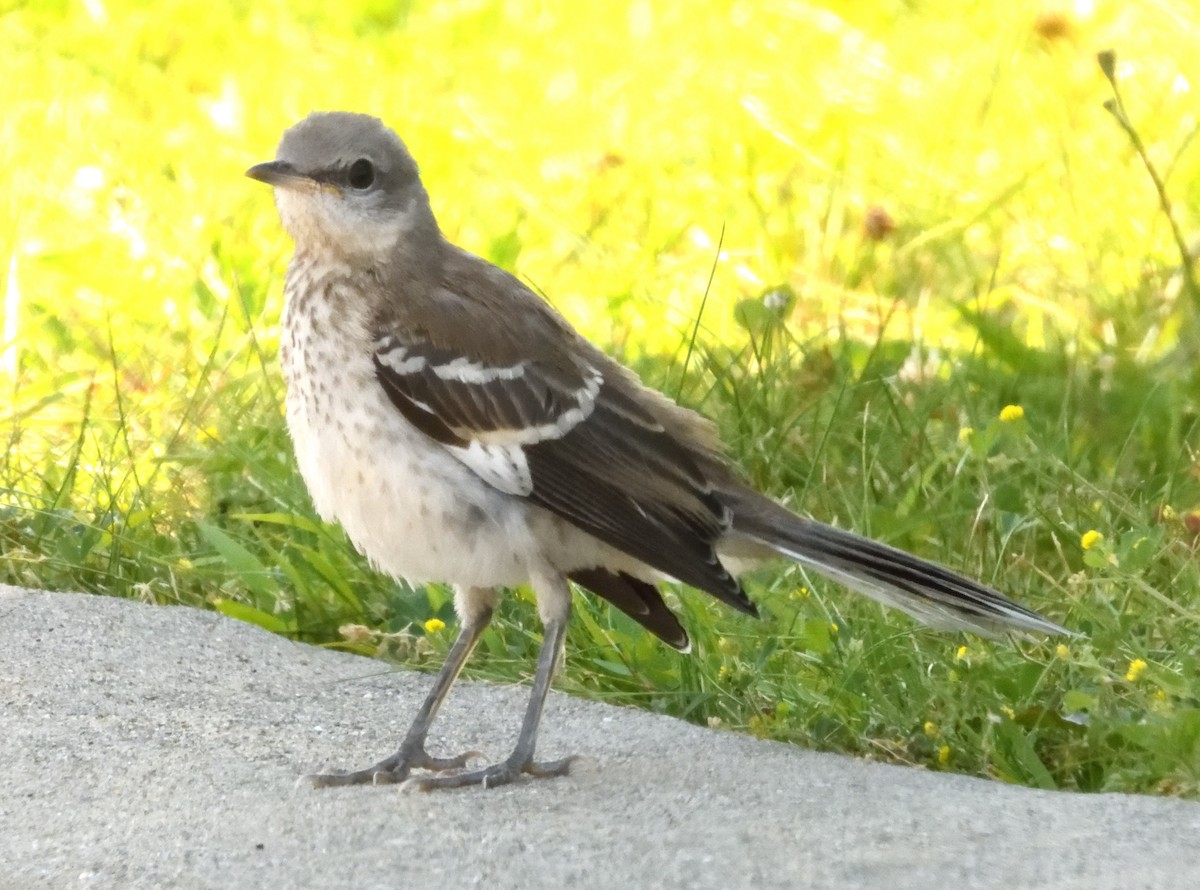 Northern Mockingbird - ML639274619