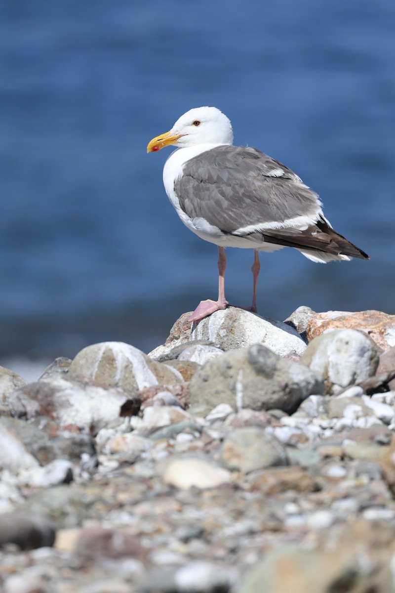 Goéland d'Audubon - ML639274624