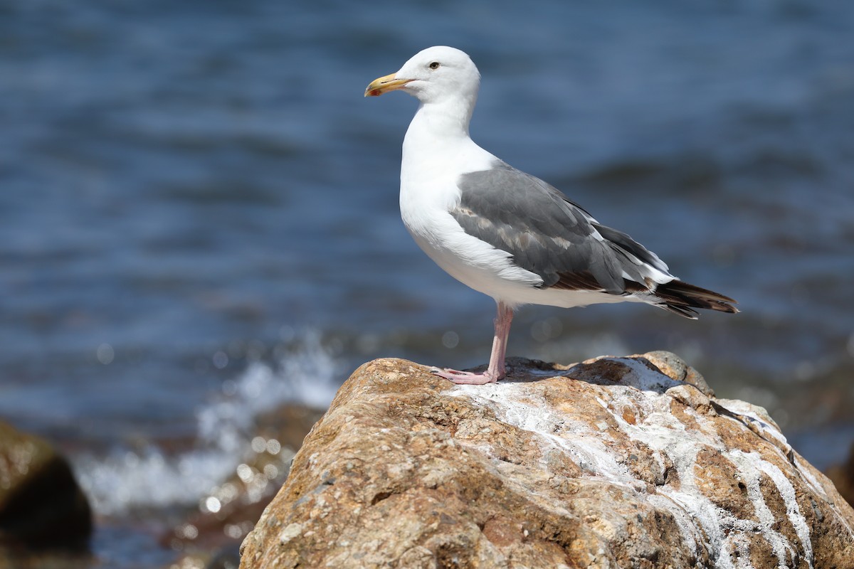 Goéland d'Audubon - ML639274626