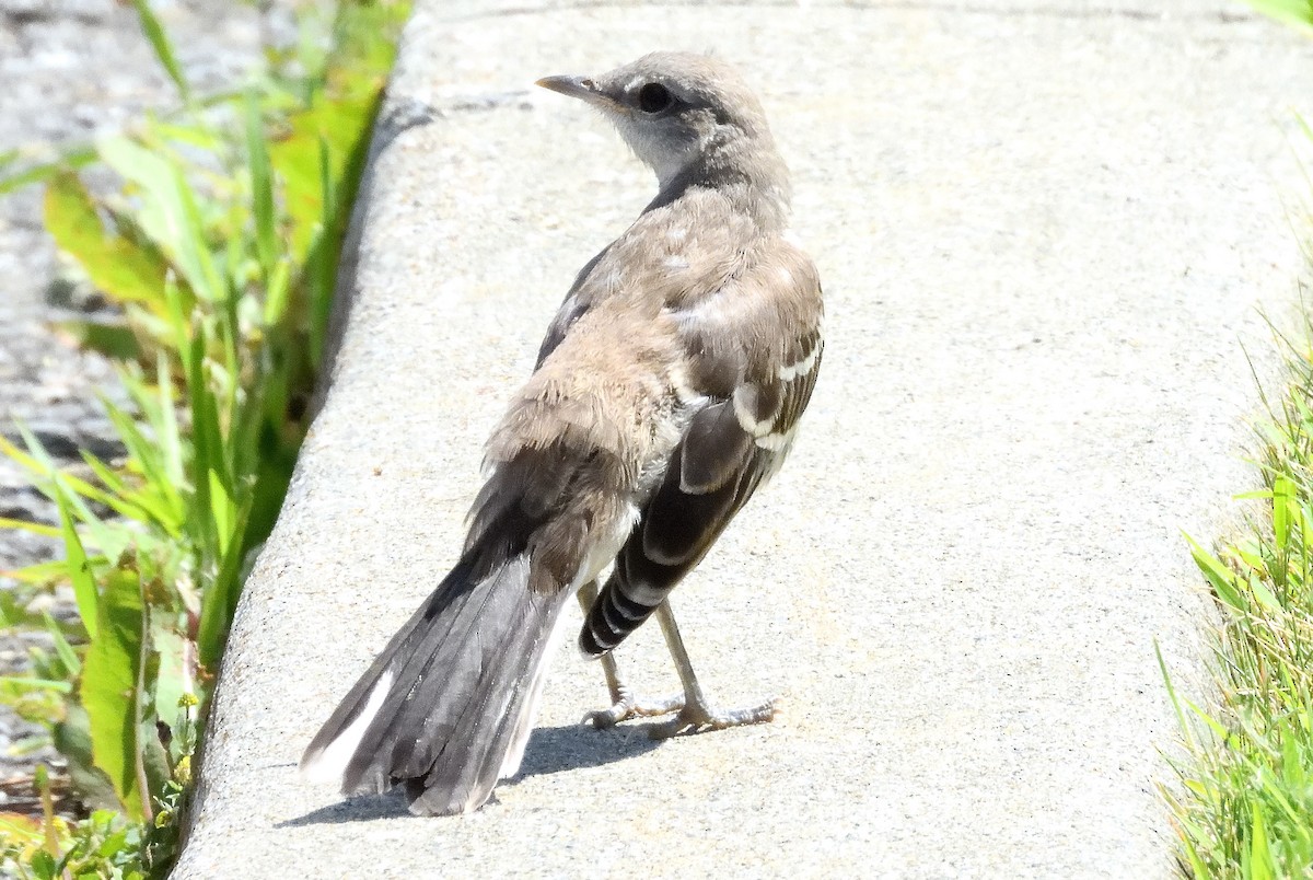 Northern Mockingbird - ML639274633