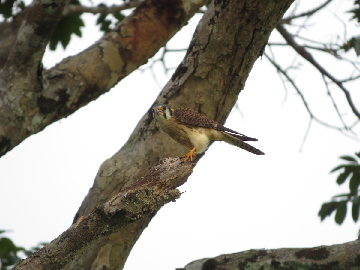 American Kestrel - ML63927471