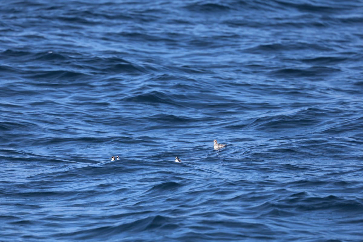 Red-necked Phalarope - ML639274809