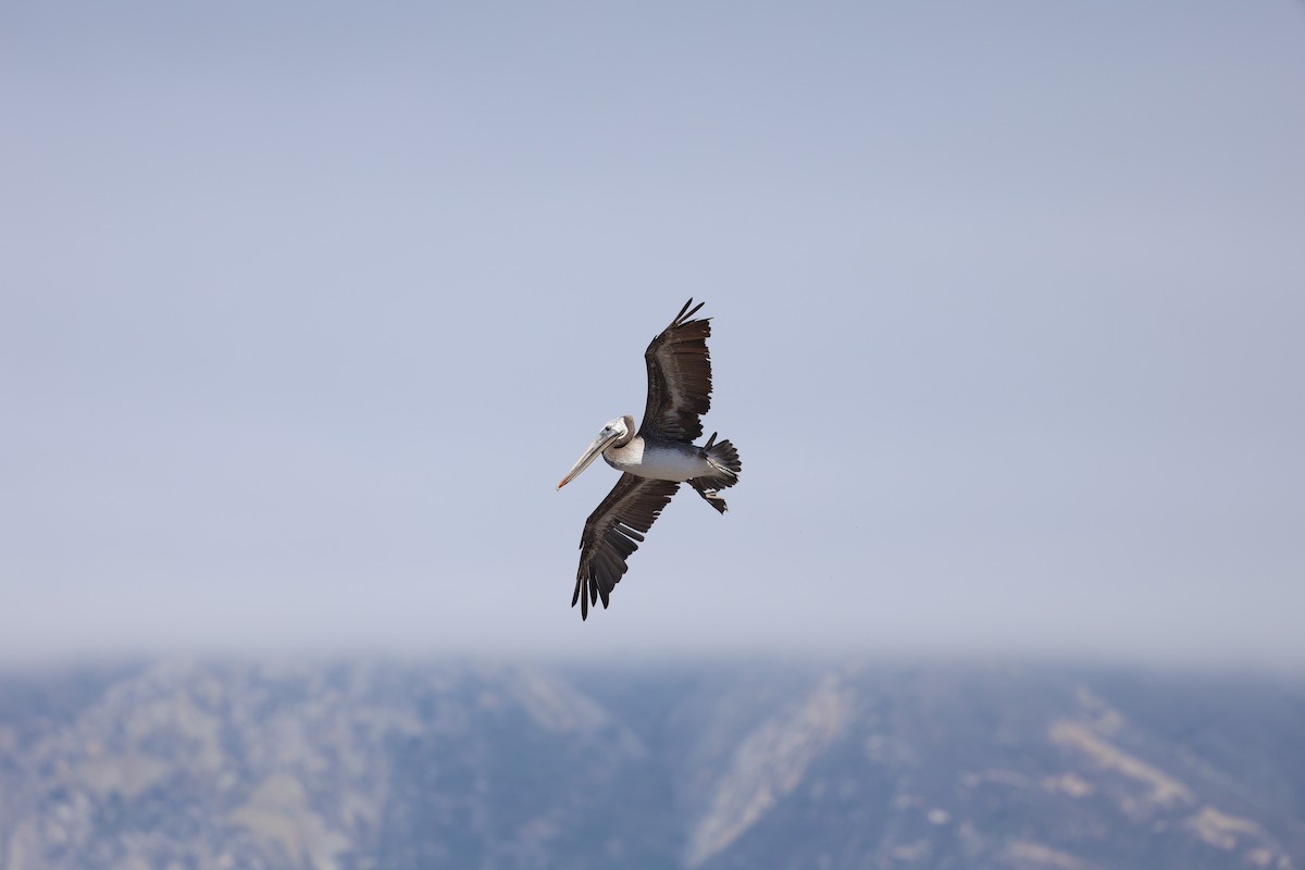 Brown Pelican - ML639274854