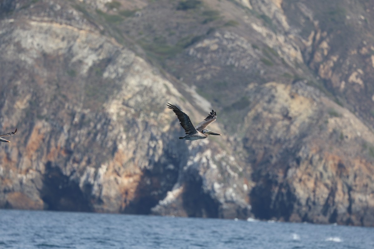 Brown Pelican - ML639274855