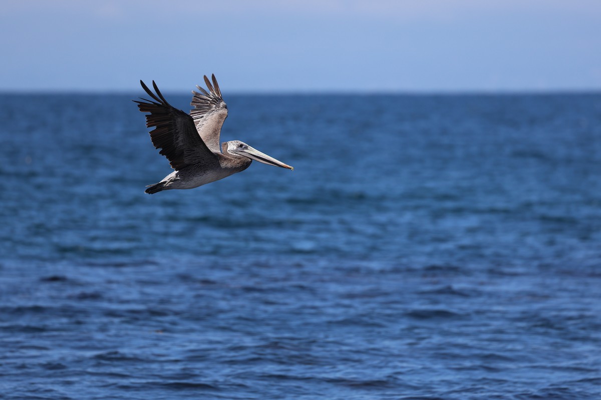 Brown Pelican - ML639274856