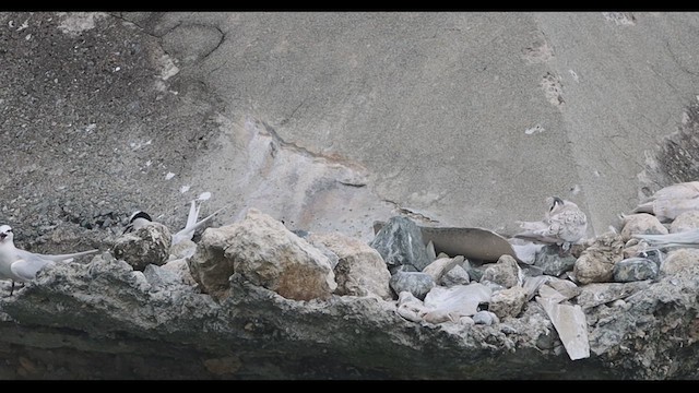 Black-naped Tern - ML639274918