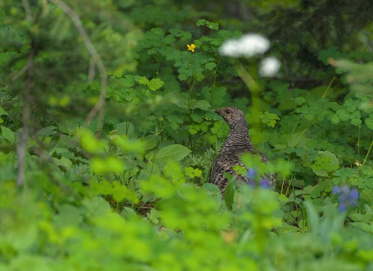 Sooty Grouse - ML639274943