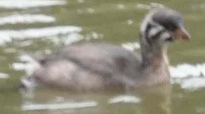 Pied-billed Grebe - ML639275033