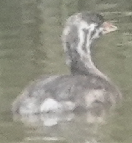 Pied-billed Grebe - ML639275034