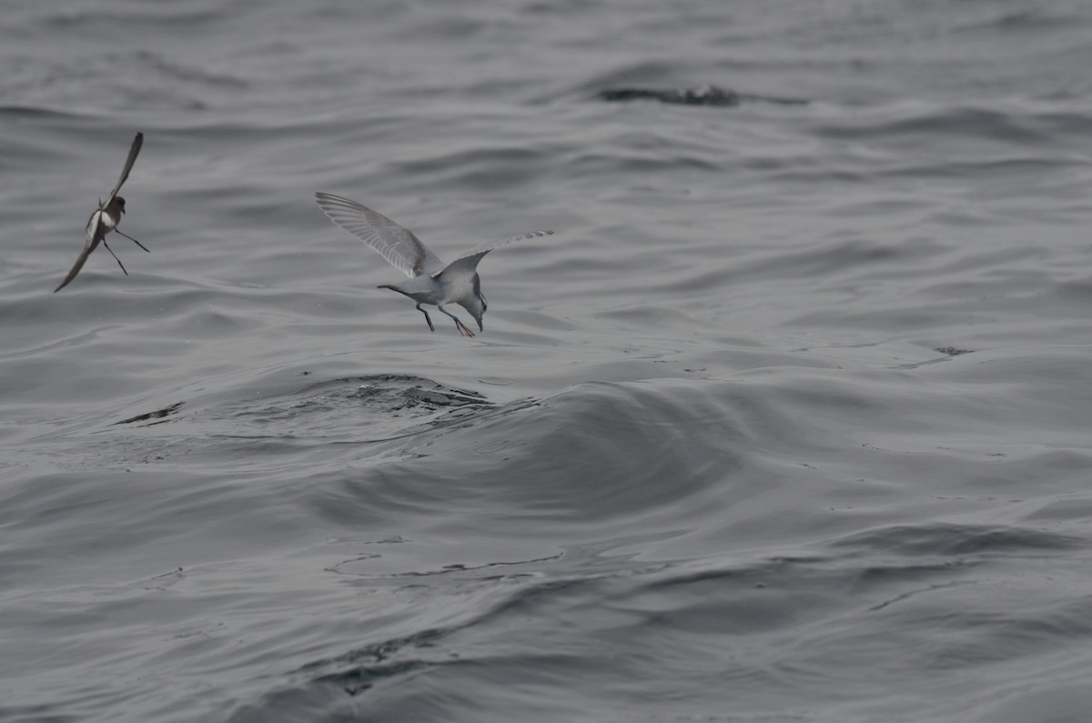 Slender-billed Prion - ML639275064
