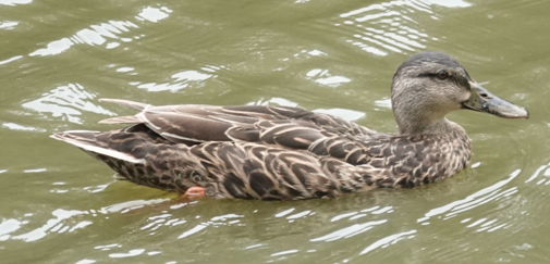 Mallard - ML639275068
