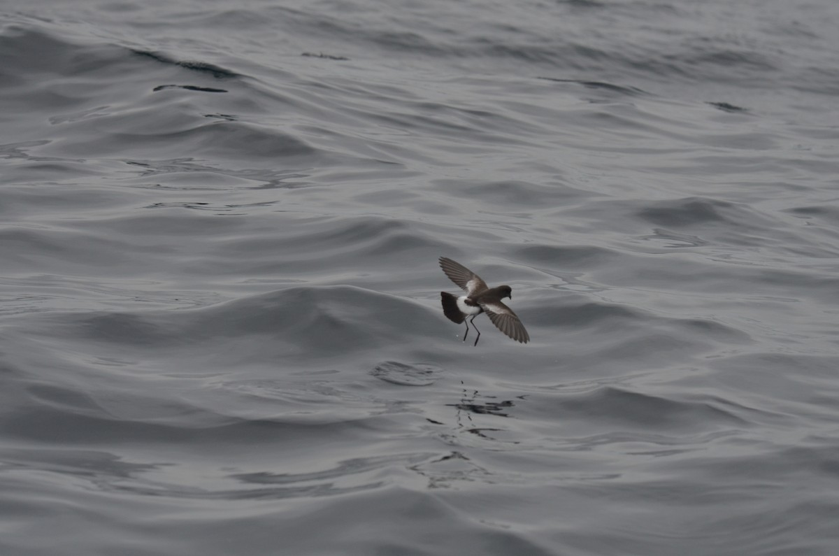Pincoya Storm-Petrel - ML639275088