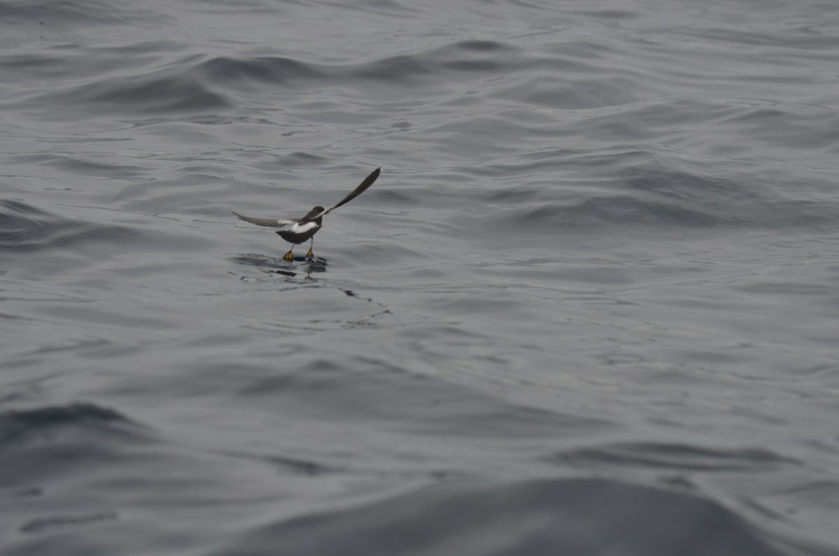 Pincoya Storm-Petrel - ML639275095
