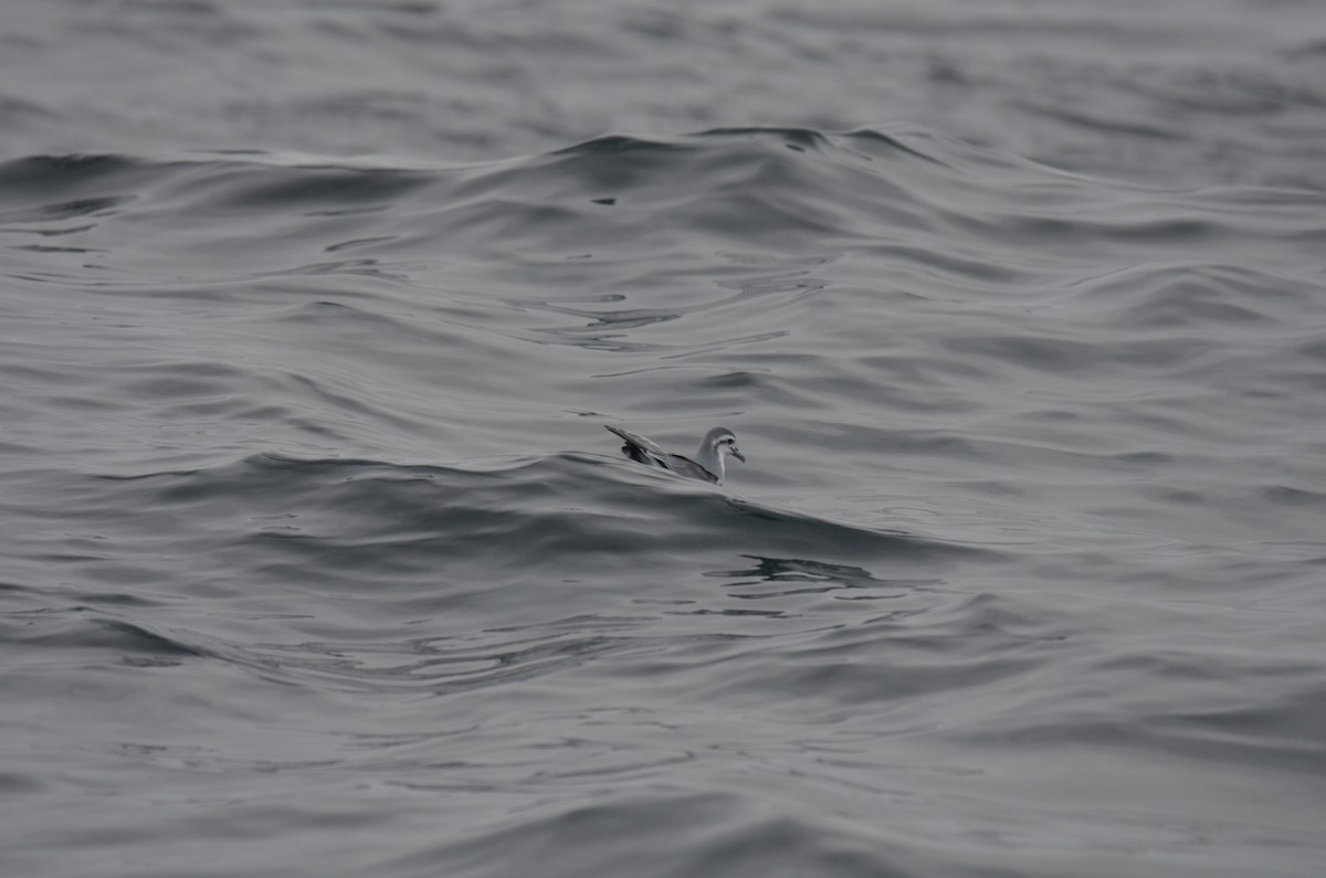 Slender-billed Prion - ML639275140