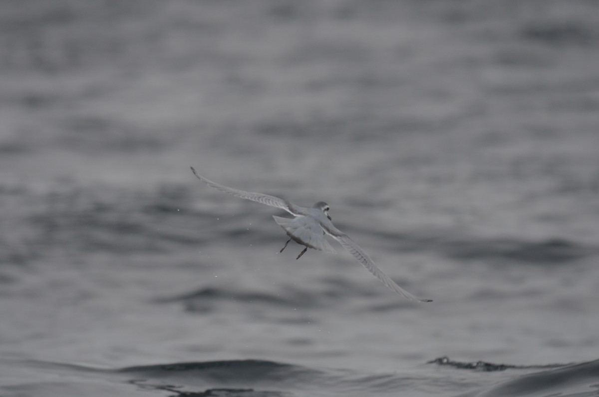 Slender-billed Prion - ML639275163