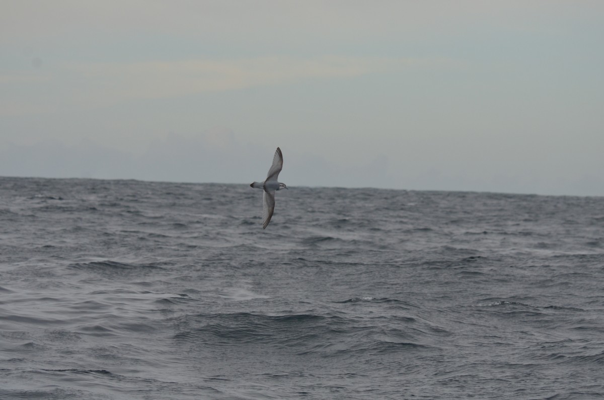 Slender-billed Prion - ML639275199