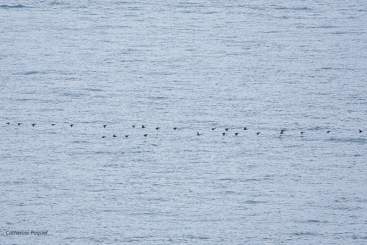 Surf Scoter - ML639275334