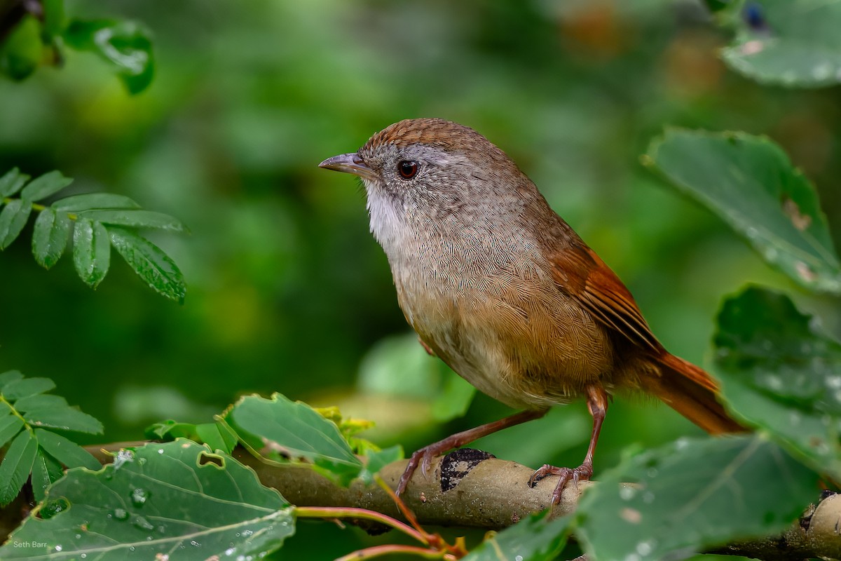 Rufous-tailed Babbler - ML639275336