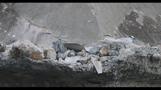 Black-naped Tern - ML639275339