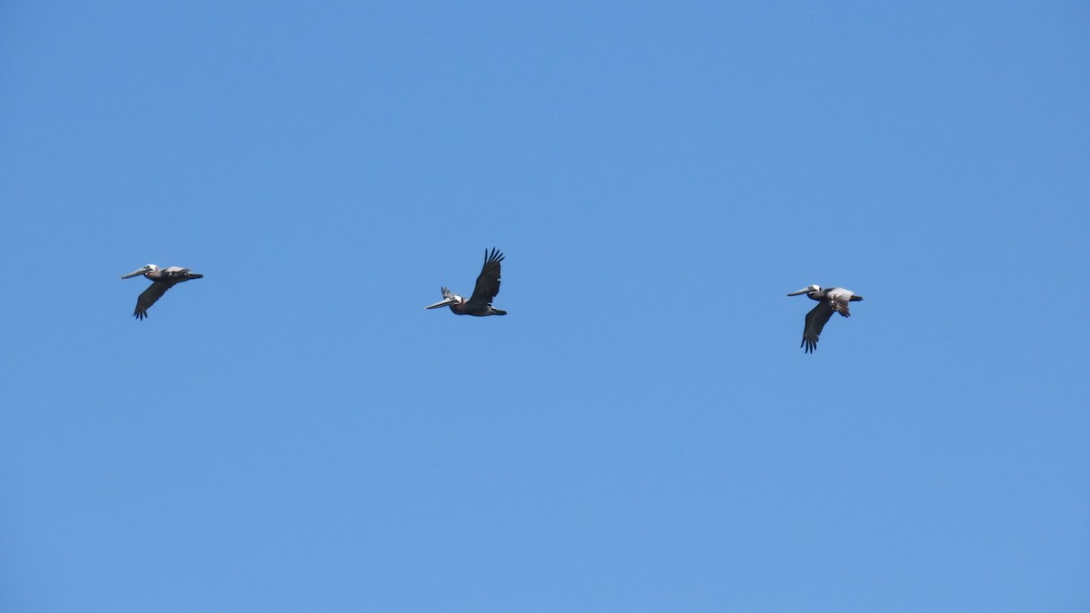 Brown Pelican (Atlantic) - ML639275556