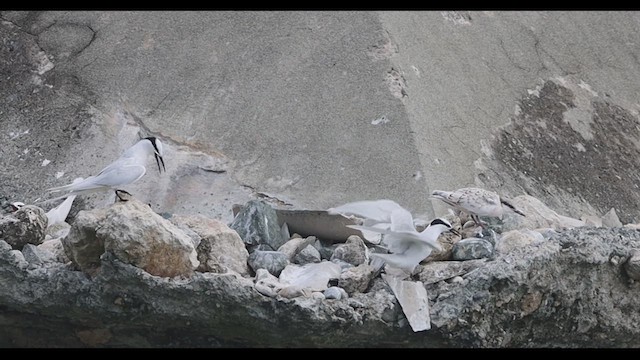 Black-naped Tern - ML639275775