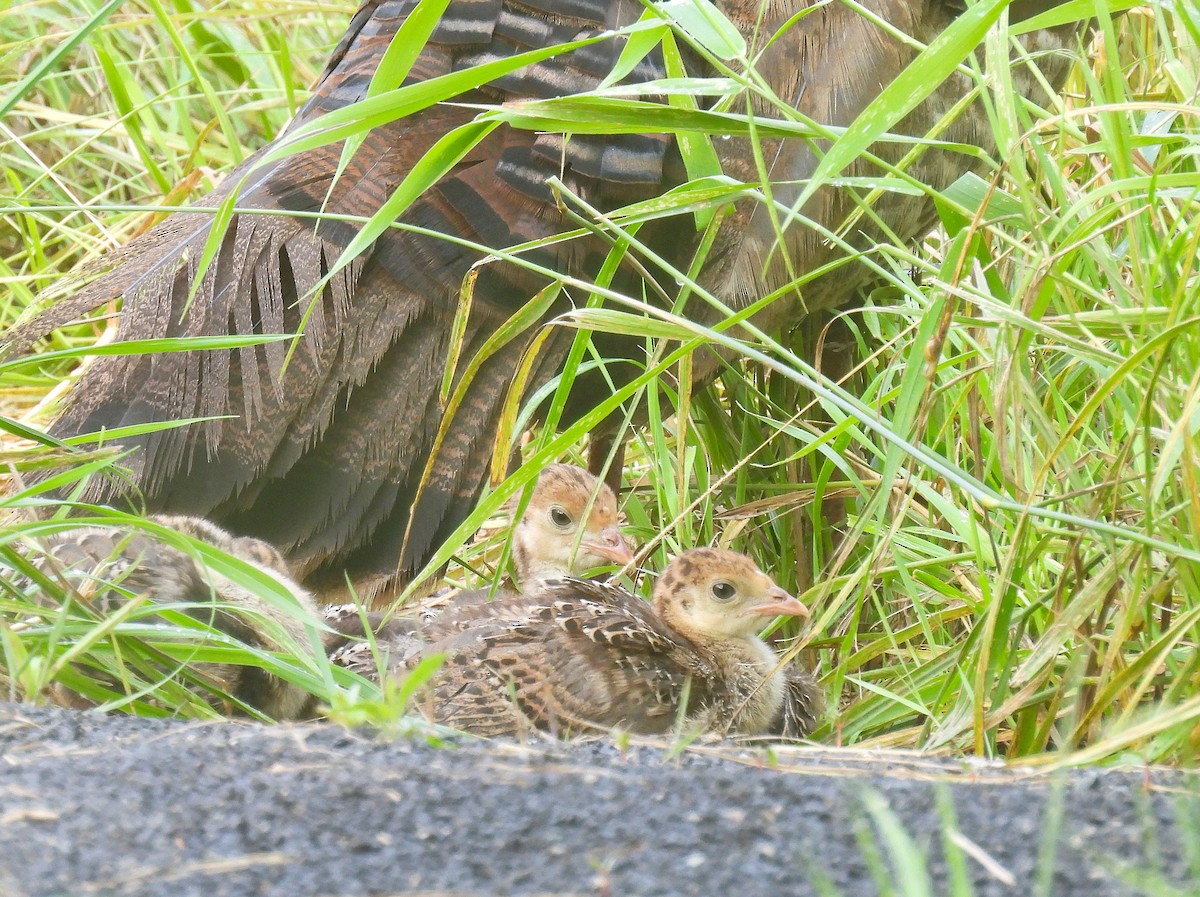 Wild Turkey - ML639275800