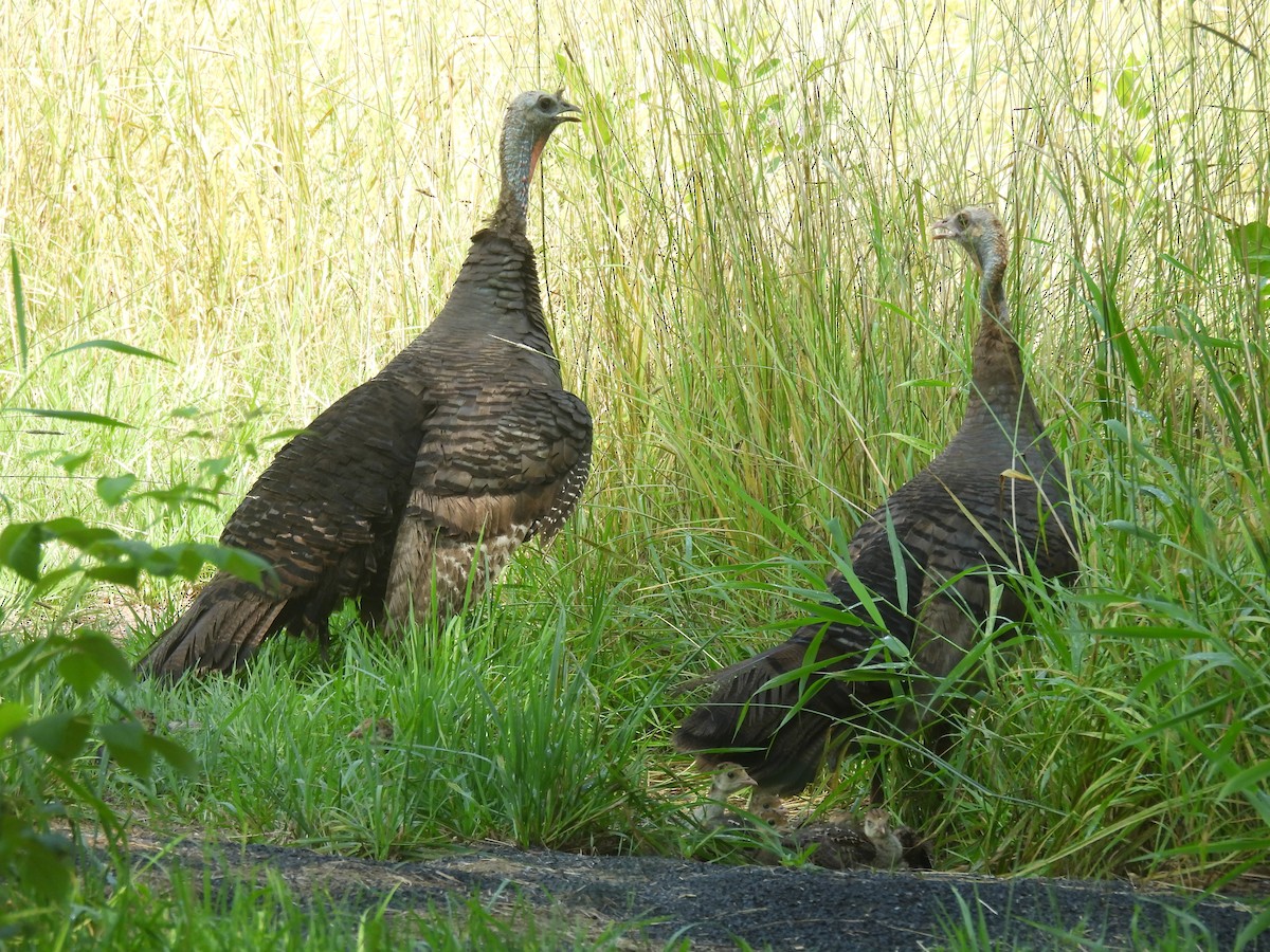 Wild Turkey - ML639275803