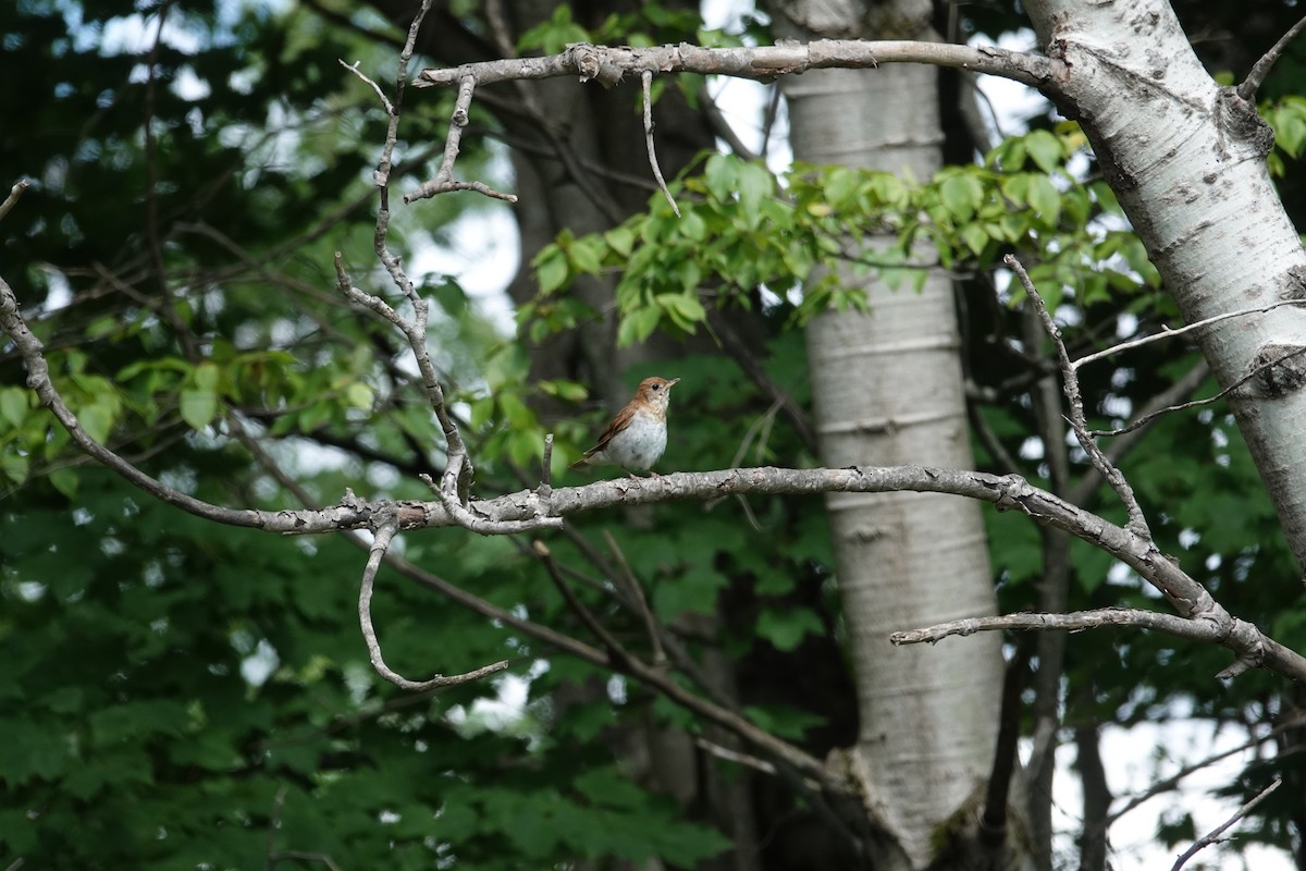 Veery - ML639275832