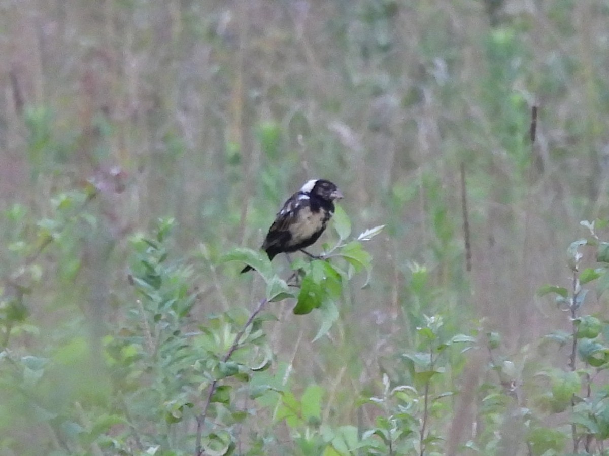 Bobolink - ML639275856