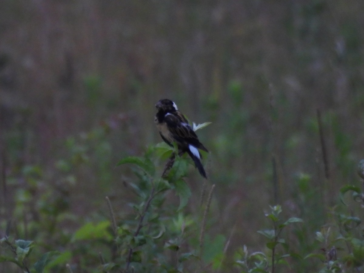 Bobolink - ML639275858