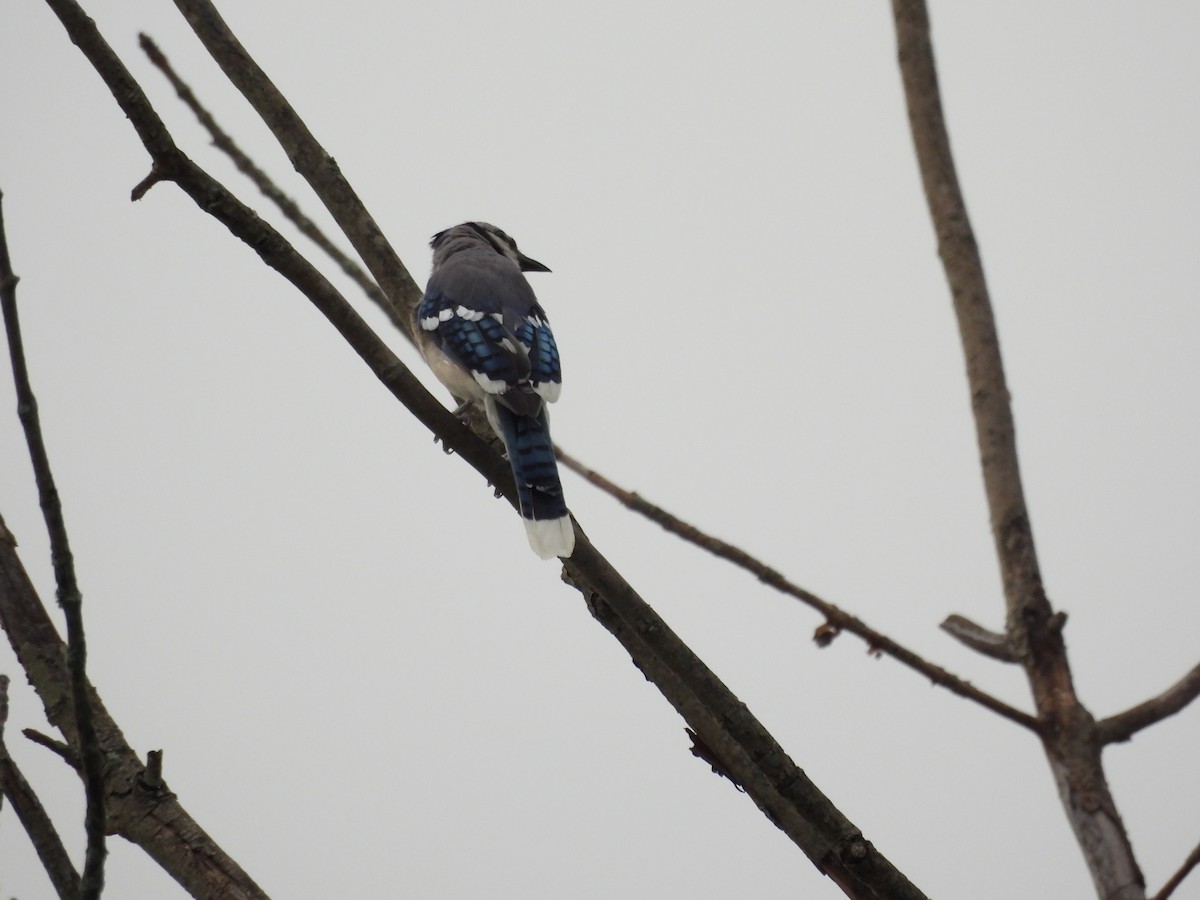 Blue Jay - ML639275876