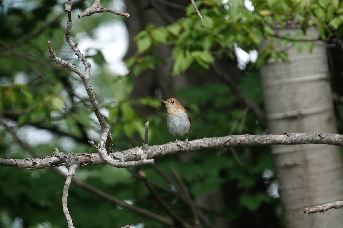 Veery - ML639275878