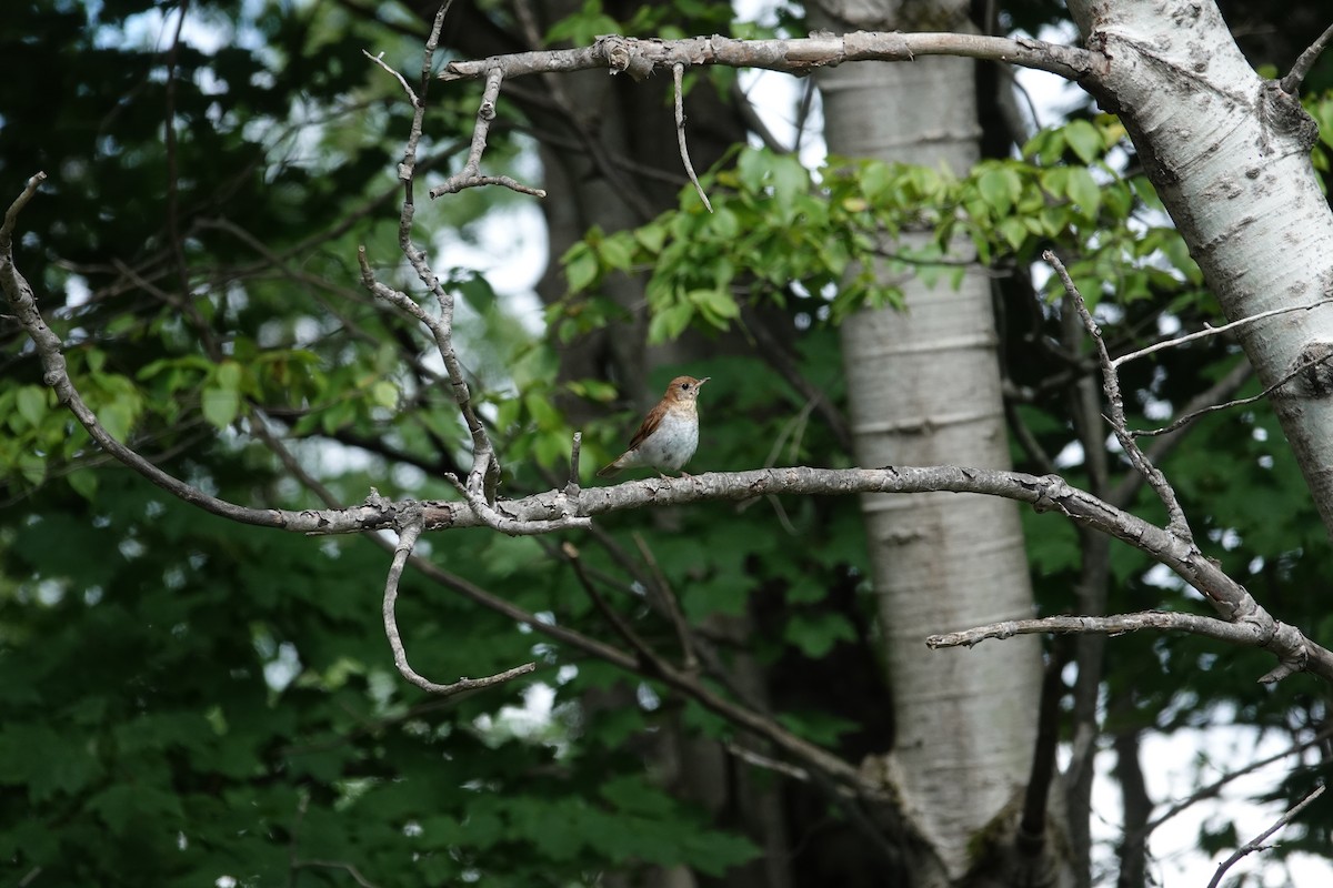 Veery - ML639275906