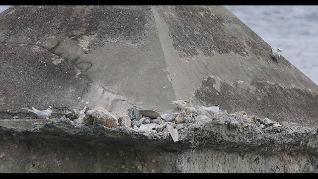Black-naped Tern - ML639276011