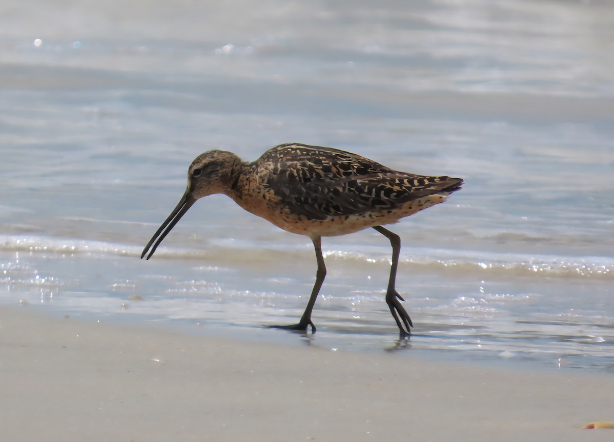 Short-billed Dowitcher - ML639276080