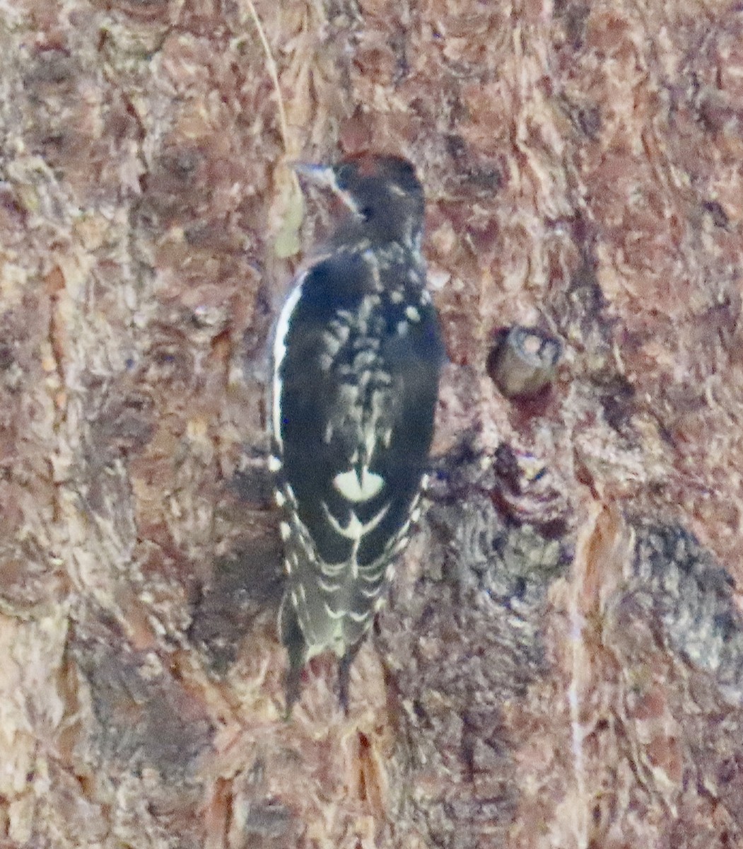 Red-naped/Red-breasted Sapsucker - ML639276102
