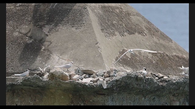 Black-naped Tern - ML639276121